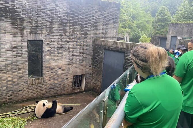 Private Volunteer Program At Dujiangyan Panda Rescue Center - An In-Depth Look at the Volunteer Experience