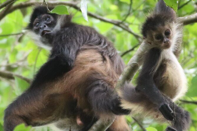 Private VW Beetle Tour to See Mexican Birds, Turtles & Monkeys - Exploring the Private VW Beetle Tour to See Mexican Birds, Turtles & Monkeys