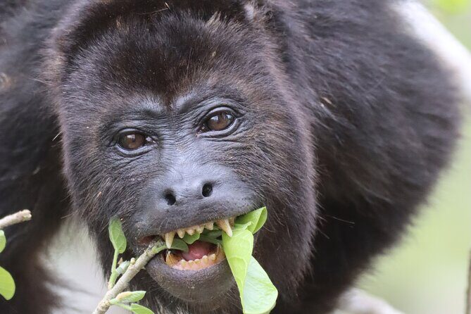 Private VW Beetle Tour to See Mexican Birds, Turtles & Monkeys - Practical Considerations and Recommendations