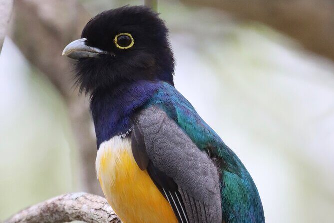 Private VW Beetle Tour to See Mexican Birds, Turtles & Monkeys - Who Should Consider This Tour?