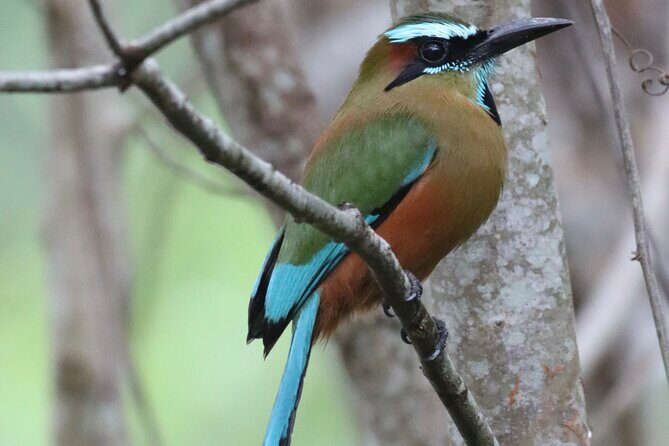 Private VW Beetle Tour to See Mexican Birds, Turtles & Monkeys - FAQ