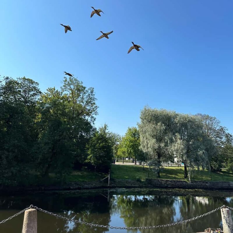 Private Walking Tour Gothenburg: Old Town & Åsa Coastline - Key Points