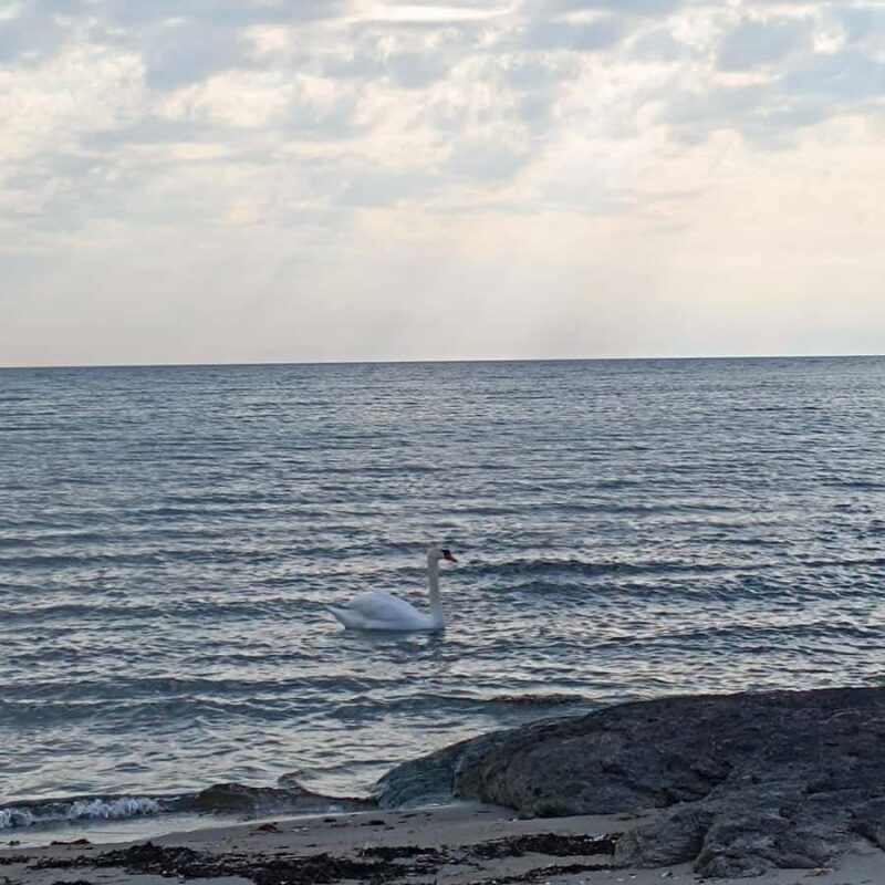 Private Walking Tour Gothenburg: Old Town & Åsa Coastline - Authentic Insights from Past Guests