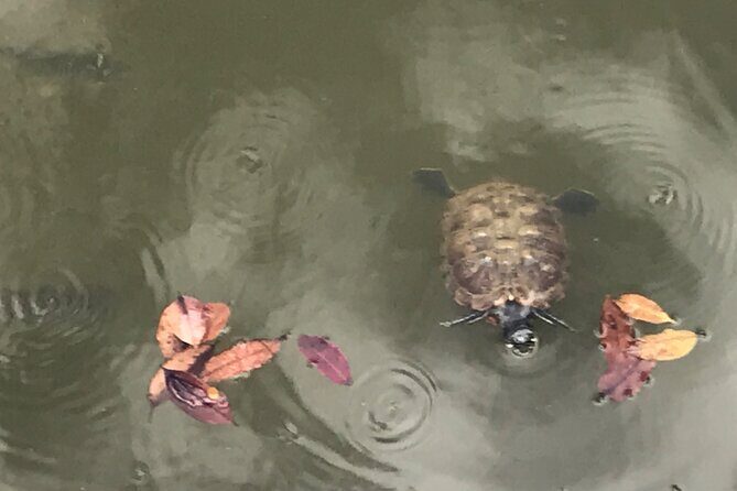Private Walking Tour of the Shah Alam Lake Gardens with Pick Up and Lunch - Key Points