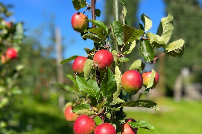 Private Waterfalls and Wonders Tour in Norway - Tyrvefjøra: Scenic Fjord Views and Resting Spots