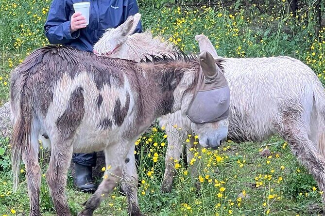 Private Westboro Equine Experience - FAQ