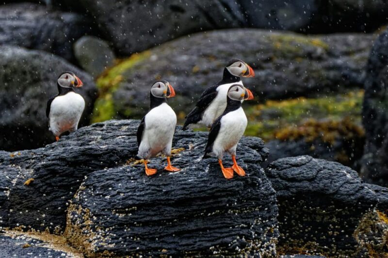 Private Westman Islands with Puffins and Belugas (Up to 8p) - The Itinerary in Detail: What to Expect