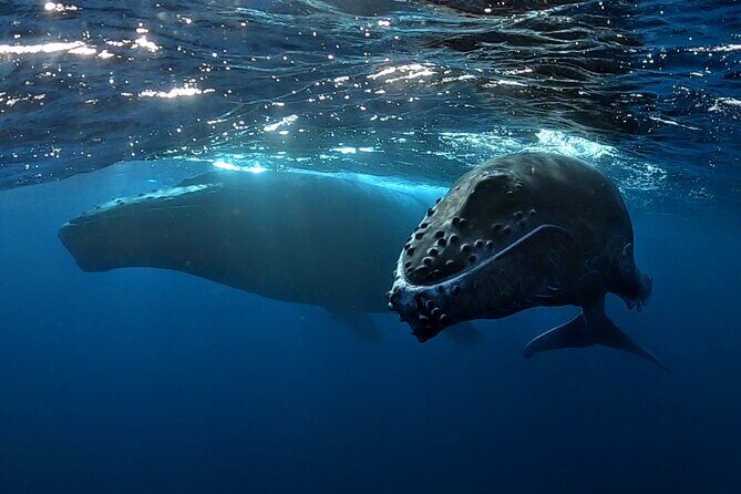 Private Whale Outing on the Tahiti Peninsula - Key Points