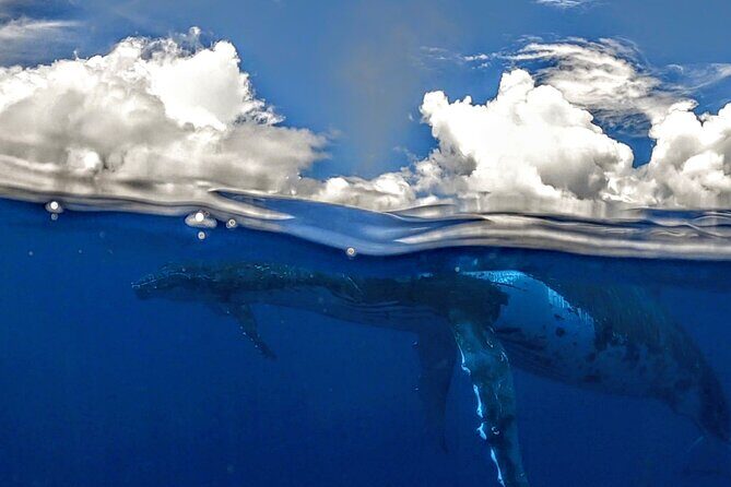 Private Whale Outing on the Tahiti Peninsula - Practical Tips and Considerations