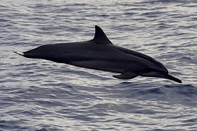 Private Whale Outing on the Tahiti Peninsula - The Sum Up