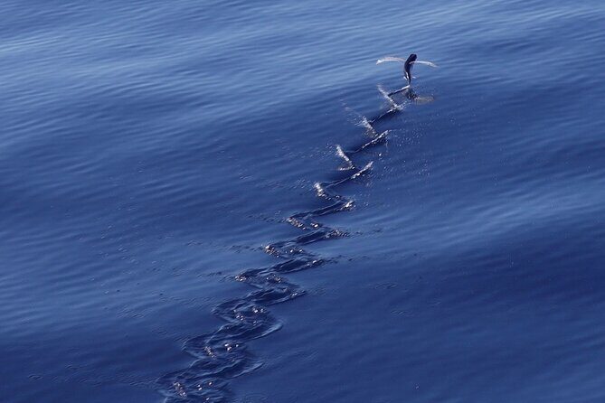 Private Whale Outing on the Tahiti Peninsula - FAQ