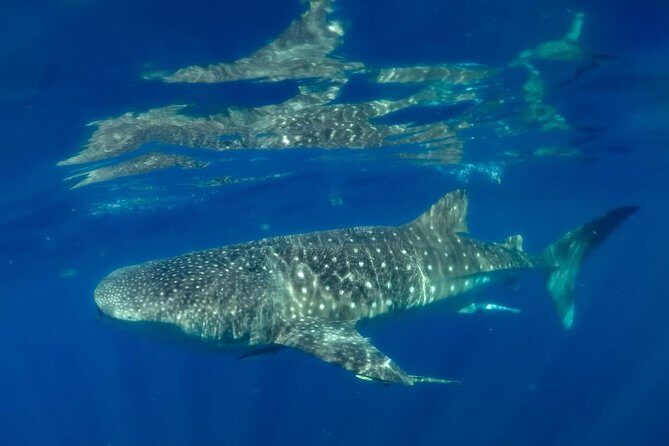 Private Whale shark Ecofriendly tour from Cancun - The Value of the Experience