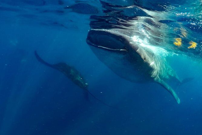 Private Whale shark Ecofriendly tour from Cancun - Practicalities and Considerations for Travelers