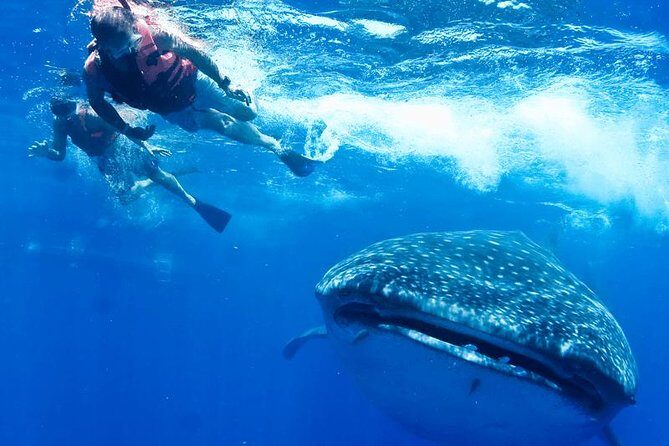 Private Whale Shark Ecofriendly Tour from Riviera Maya - The Value of the Experience