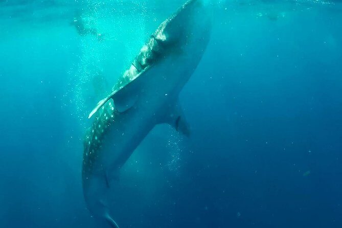 Private Whale Shark Ecofriendly Tour from Riviera Maya - Who Should Consider This Tour?