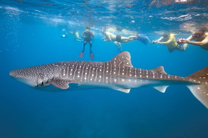 Private Whale Shark Snorkeling Activity in La Paz - The Price and Its Value