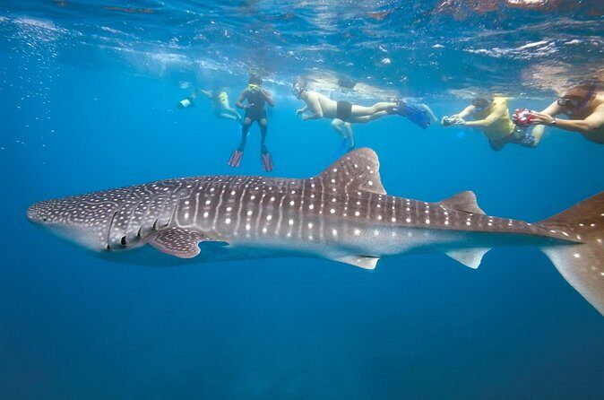 Private Whale Shark Snorkeling Activity in La Paz - Final Thoughts