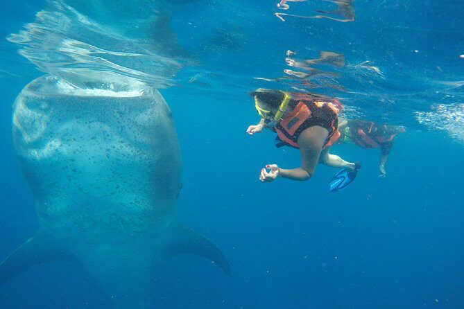 Private Whale Shark Tour from Cancun - Analyzing the Value: Is It Worth It?