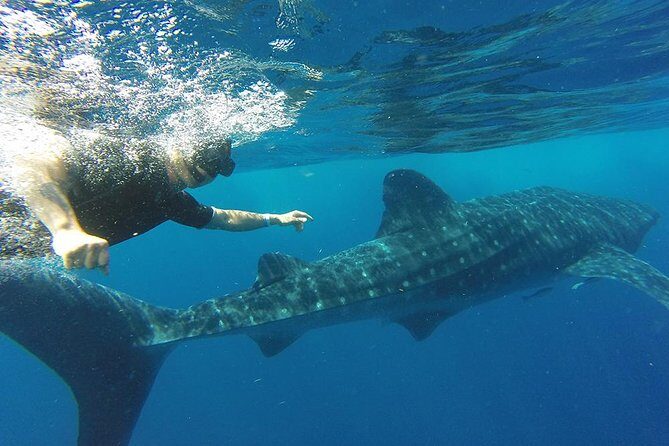Private Whale Shark Tour from Cancun - Practical Tips for Travelers