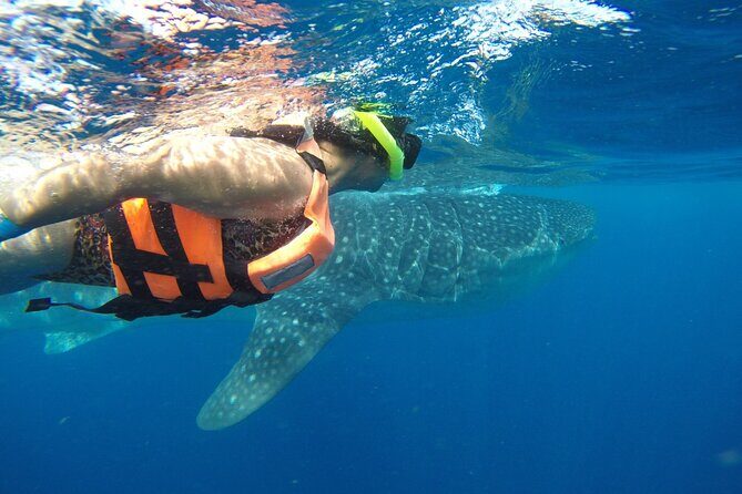 Private Whale Shark Tour from Playa del Carmen - A Detailed Look at the Itinerary