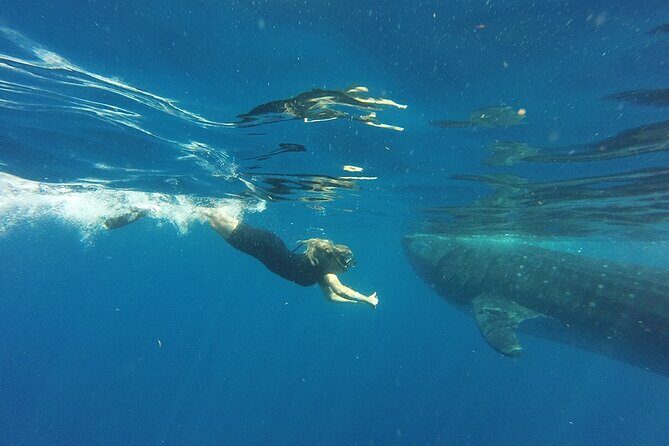 Private Whale Shark Tour from Playa del Carmen - Why This Tour Is Worth It