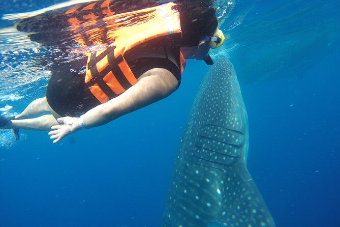 Private Whale Shark Tour from Playa del Carmen - Final Thoughts