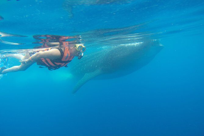 Private Whale Shark Tour from Playa del Carmen - FAQ