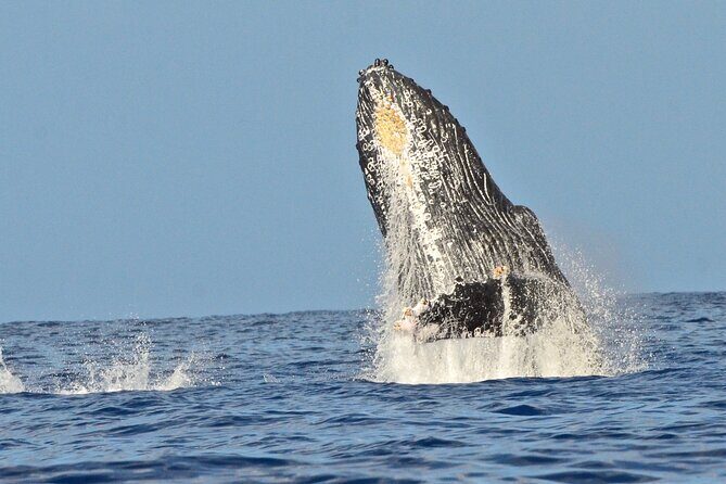 Private Whale Watch and Snorkel off Kaua'i - Key Points