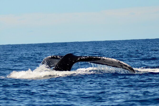 Private Whale Watch and Snorkel off Kaua'i - Who Will Love This Tour?