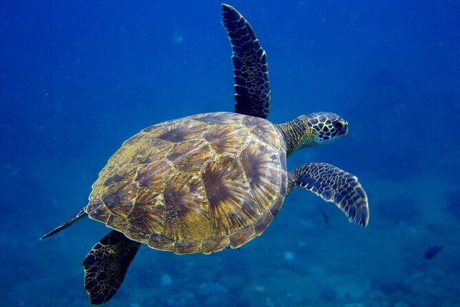 Private Whale Watch and Snorkel off Kaua'i - Final Thoughts