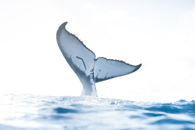 Private Whale Watching Activity - An In-Depth Look at the Private Whale Watching Experience