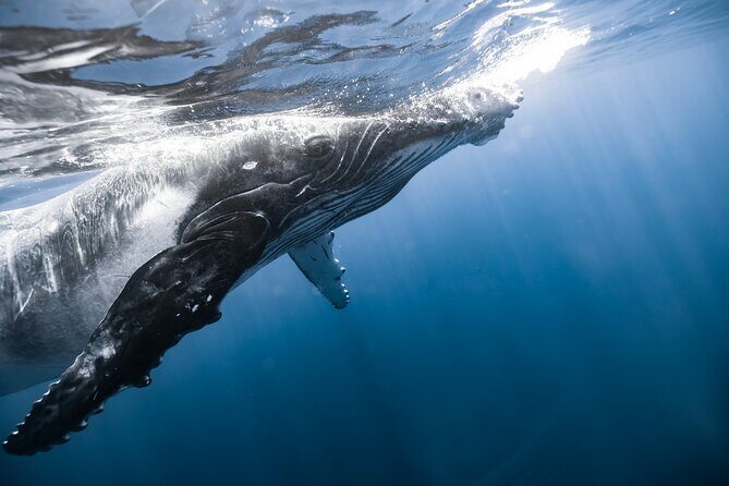 Private Whale Watching Activity - The Sum Up