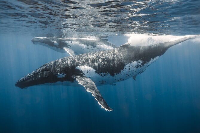 Private Whale Watching and Coastal Swimming Tour Honolulu - Practical Tips for Your Trip
