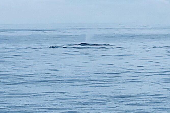 Private Whale Watching and Dolphin Excursion - An In-Depth Look at the Experience