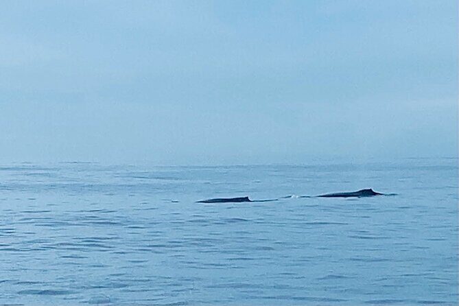 Private Whale Watching and Dolphin Excursion - Final Thoughts