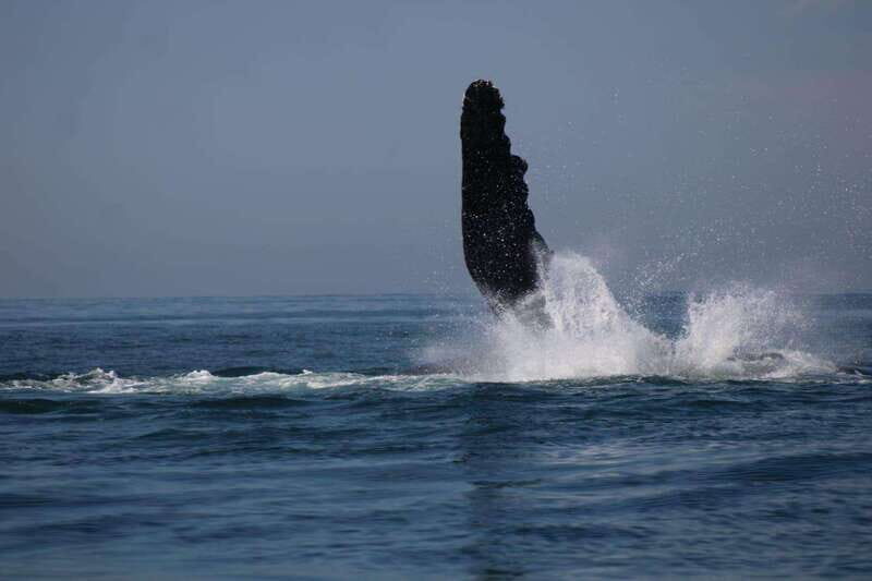 Private whale watching in mazatlan - Key Points