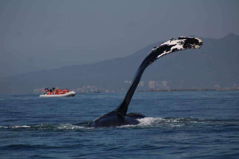Private whale watching in mazatlan - The Experience from the Reviews