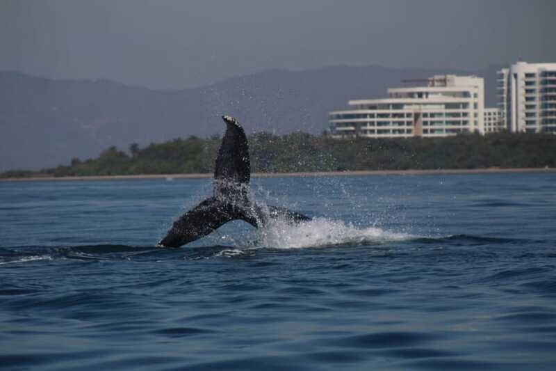 Private whale watching in mazatlan - Why This Tour Stands Out