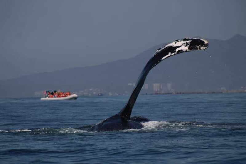 Private whale watching in mazatlan - FAQ