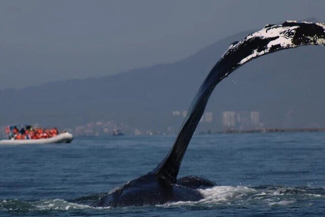Private whale watching in Puerto Vallarta for 3 Hours - What to Expect on the Whale Watching Tour