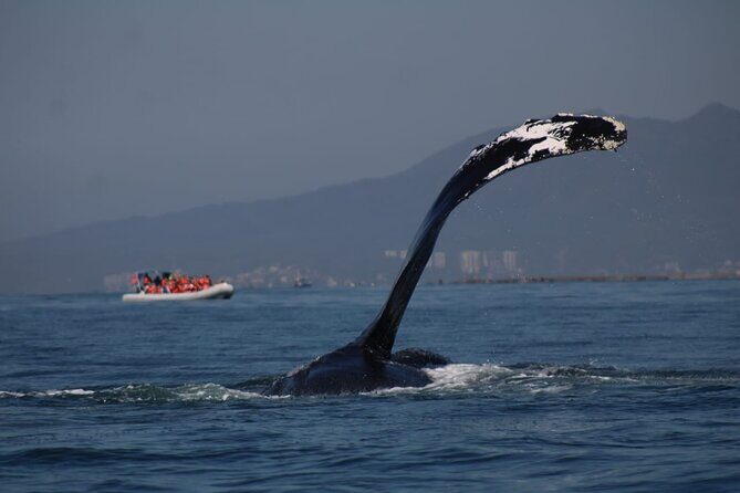 Private whale watching in Puerto Vallarta for 3 Hours - The Real Value: What Travelers Say