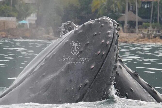 Private whale watching in Puerto Vallarta for 3 Hours - The Sum Up