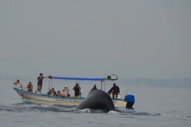 Private whale watching in Puerto Vallarta for 3 Hours - FAQ