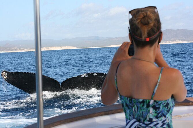 Private Whale Watching in San José del Cabo - Key Points