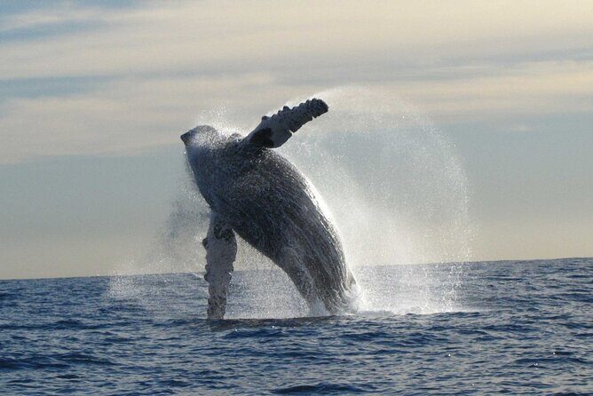 Private Whale Watching in San José del Cabo - Practical Details and Booking