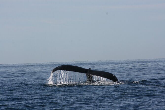 Private Whale Watching in San José del Cabo - Who Will Love This Tour?