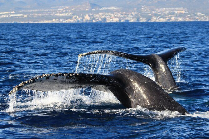 Private Whale Watching in San José del Cabo - Final Thoughts: Is This the Whale Watching Tour for You?