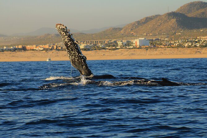 Private Whale Watching in San Jose Del Cabo snack,drinks,Warranty - The Experience’s Most Praised Aspects