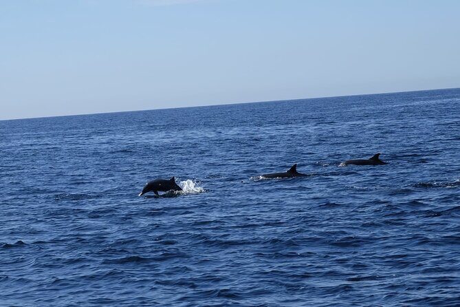 Private Whale Watching in San Jose Del Cabo snack,drinks,Warranty - Who Will Appreciate This Tour?