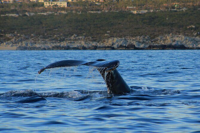 Private Whale Watching in San Jose Del Cabo snack,drinks,Warranty - Frequently Asked Questions